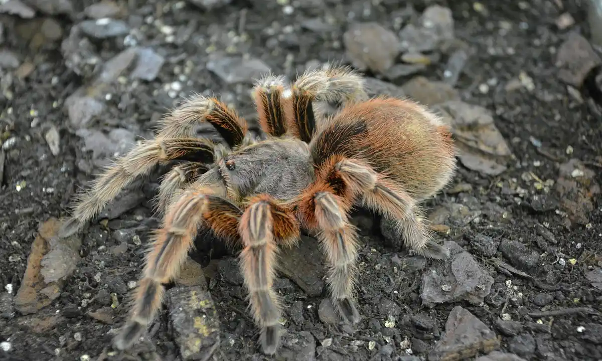 Close-up view of a large, hairy tarantula on dark, rocky ground