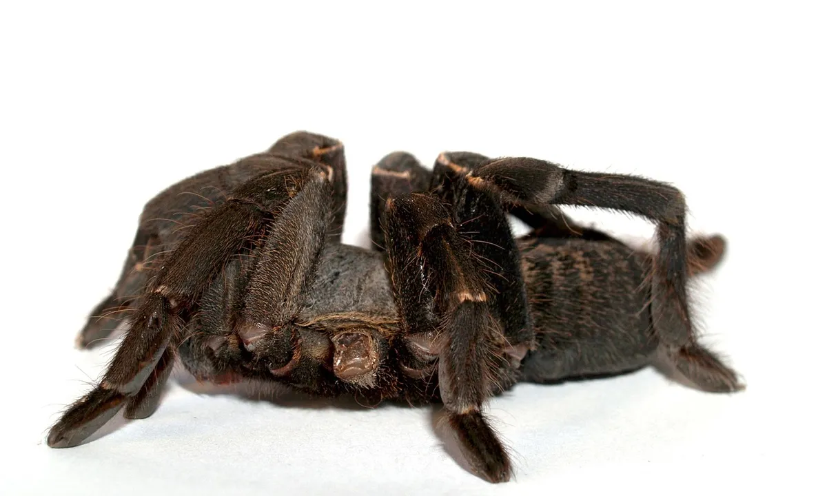 Tarantula on its back with legs curled, indicating handling risk during molting