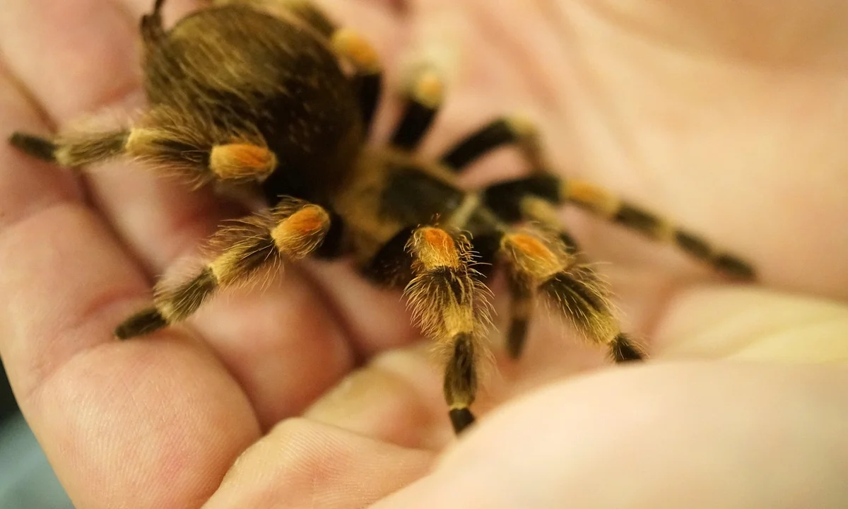 Close-up of a tarantula resting on cupped hands, showing orange-brown markings on its legs and a fuzzy, dark body.