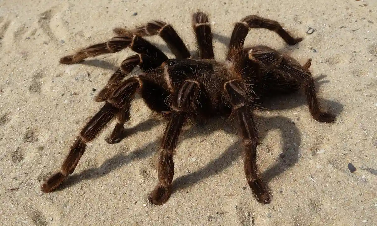A large dark tarantula with long legs on a pale sandy ground, appearing motionless but ready after feeding.