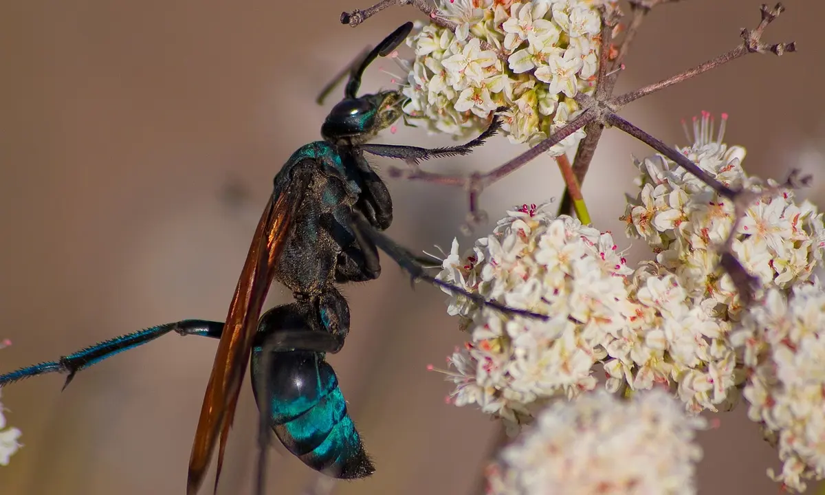 Close-up of a Tarantula Hawk Wasp with an iridescent blue-green abdomen and coppery wings perched on white blossoms.