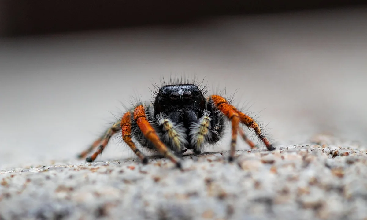 Close-up view of a tarantula facing the camera, with orange legs and a dark body, crawling on a textured rocky surface.