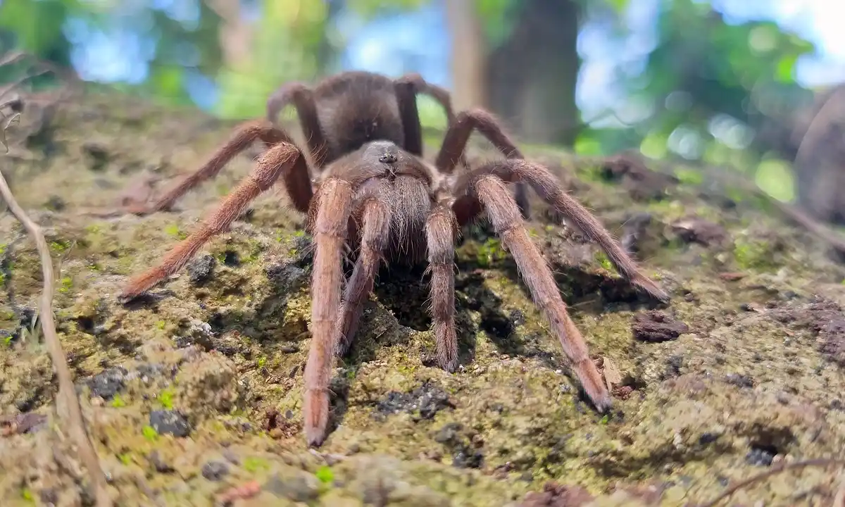 Brown tarantula on a mossy rock, close-up in a terrarium.