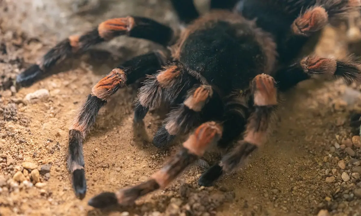 Close-up of a tarantula on sandy soil, showing a dark body and banded legs with orange-brown joints.