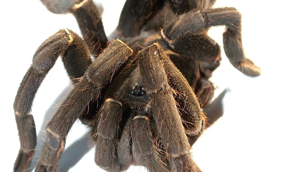 Macro photograph of a dark brown, hairy tarantula with thick legs