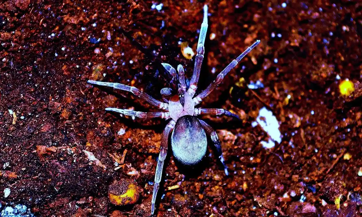 Close-up of a tarantula on brown soil substrate with its legs spread outward.