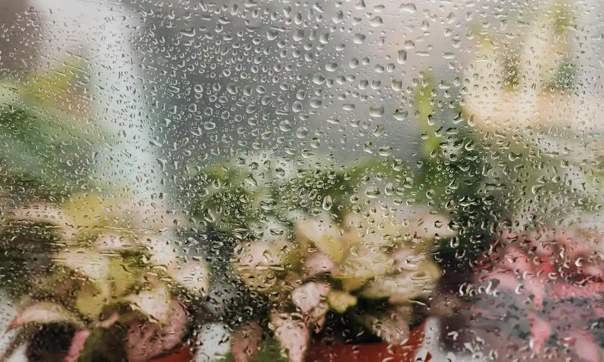 Condensation on a glass enclosure illustrating humidity issues in tarantula housing.