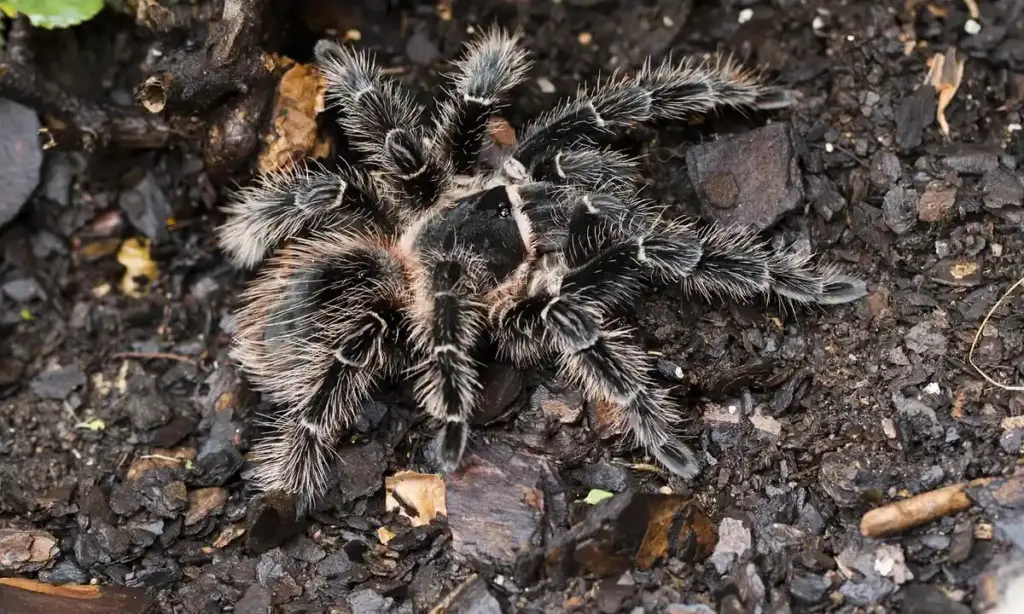 Caring for the Theraphosa stirmi (Burgundy Goliath Bird Eater)