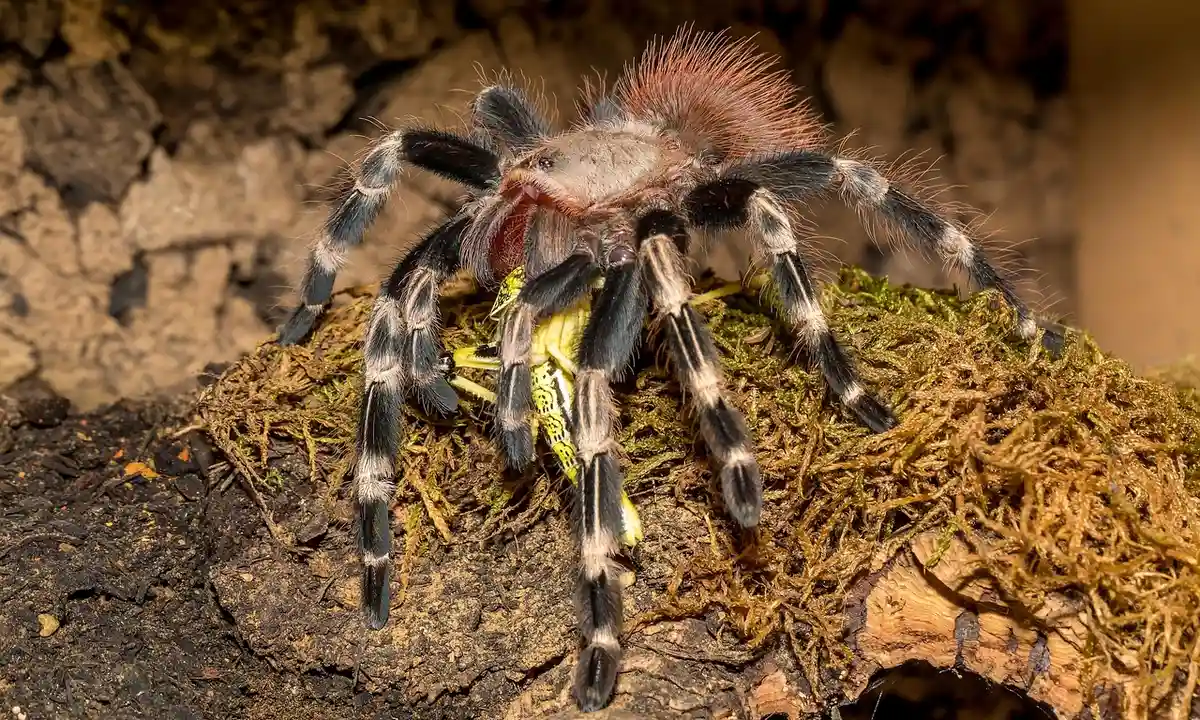 A tarantula with dark striped legs perched on a moss-covered branch, showing its hairy abdomen and pedipalps.