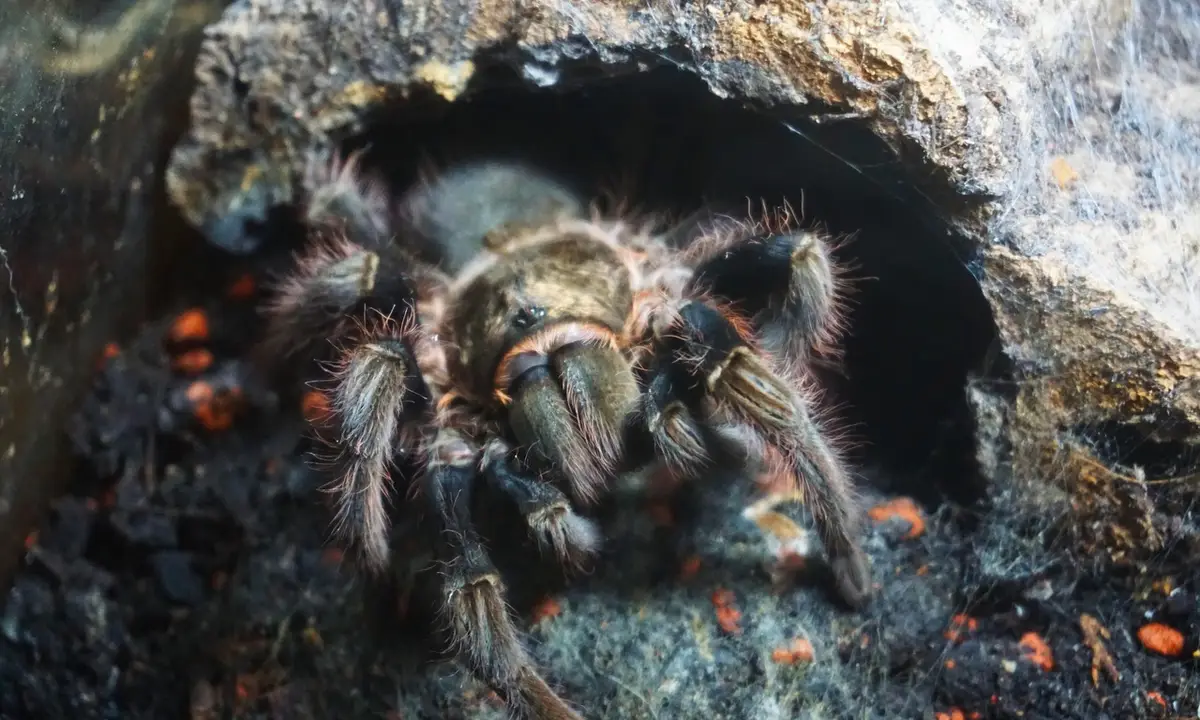 Close-up of a tarantula inside a rocky crevice, its hairy legs visible.