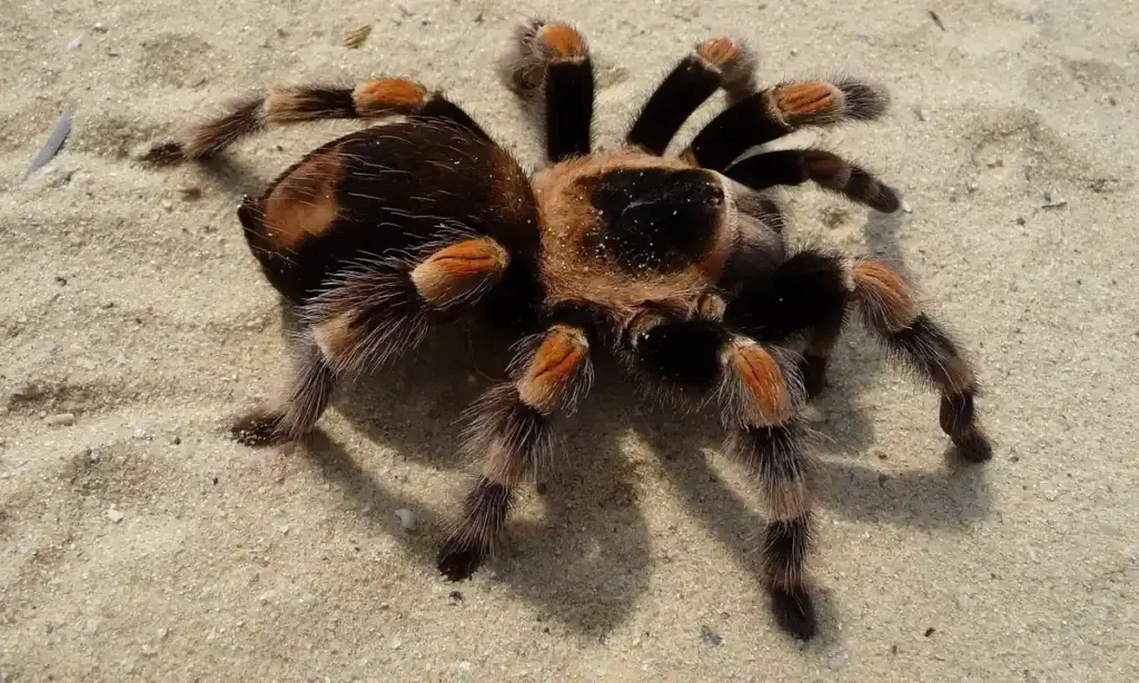 Spotting the Unethical Tarantula Breeder: A Keeper’s Guide
