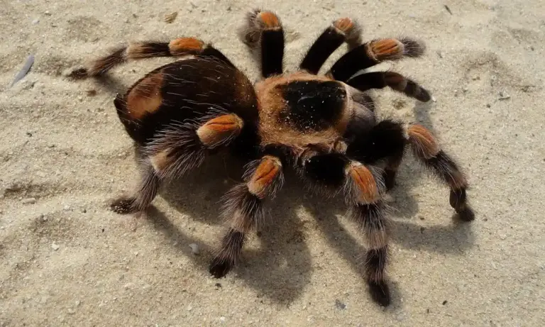 Close-up of a dark brown tarantula with orange-tinted legs on a light sandy surface.