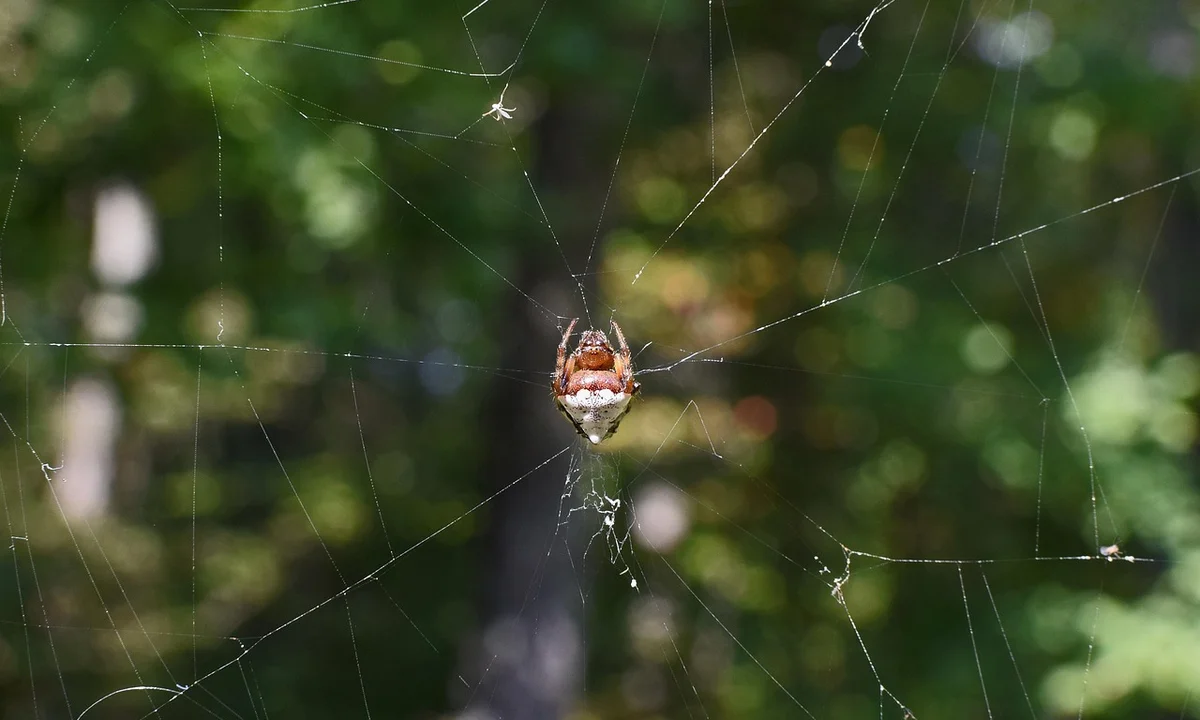 Tarantula suspended in its web with a blurred green forest background