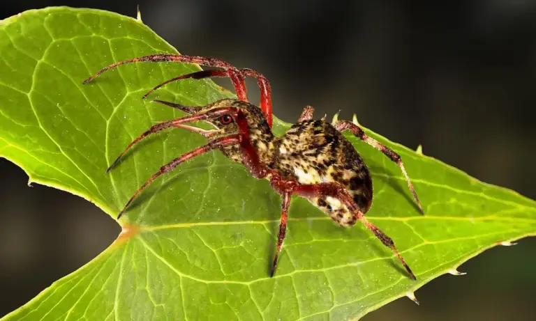 A tarantula perched on a bright green leaf, displaying a brown and cream patterned abdomen and legs.