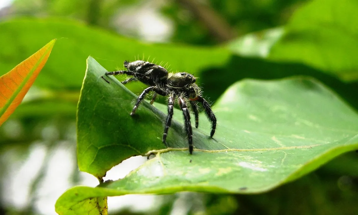 Dark tarantula perched on a green leaf