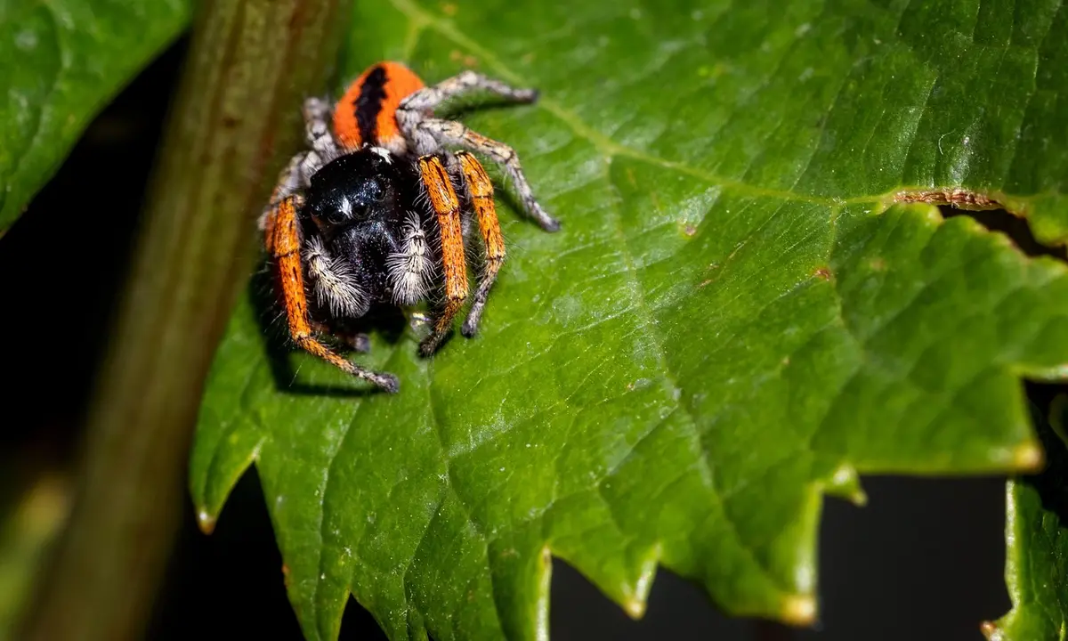 A tarantula with orange markings on its legs resting on a vivid green leaf.