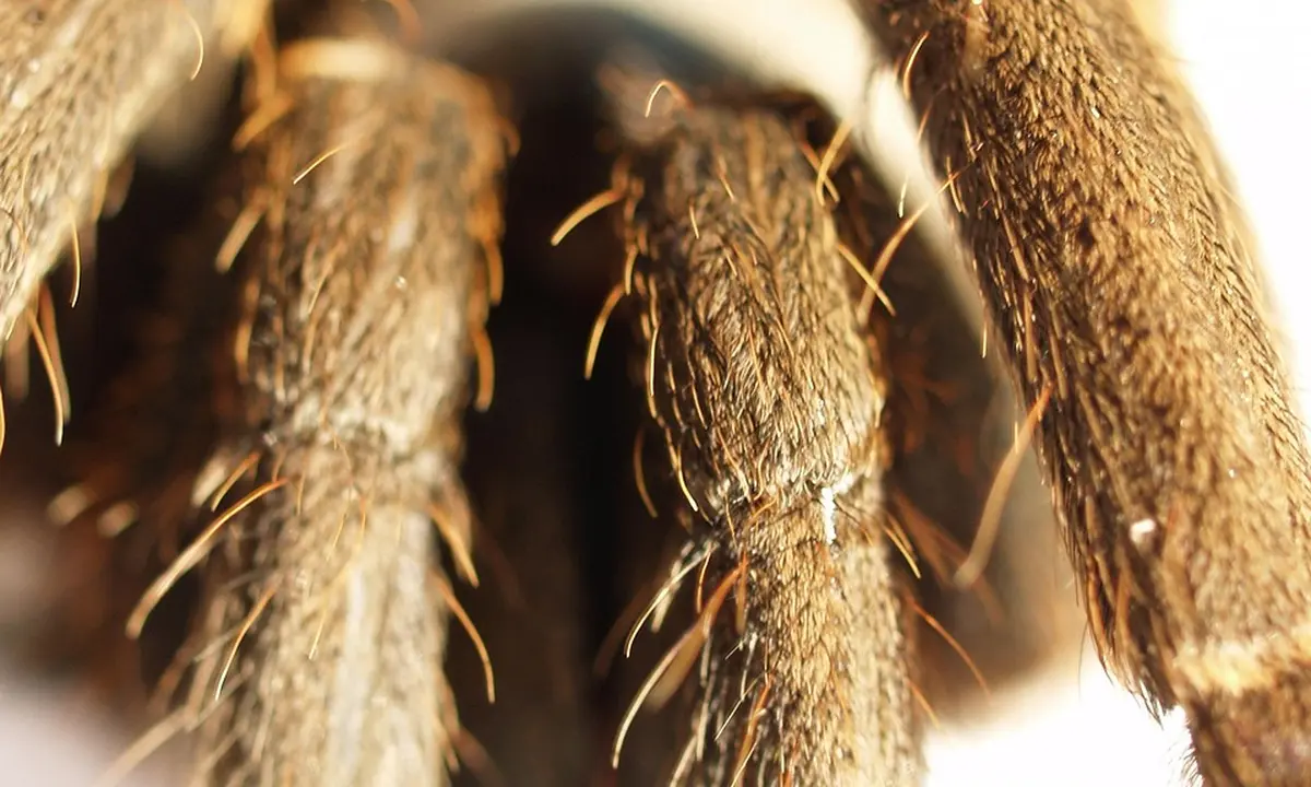 Close-up of a tarantula's leg bristles (setae)
