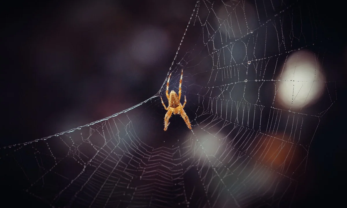 Orange tarantula on a delicate web against a dark, blurred background.