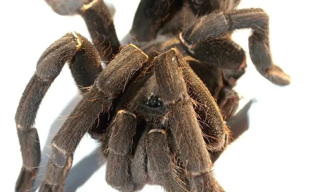 Male vs. Female Tarantula: Key Differences in Lifespan, Temperament, and Cost
