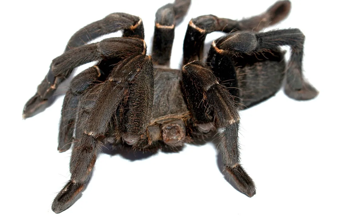 Dark tarantula photographed against a white background, legs extended and ready for potential mating.