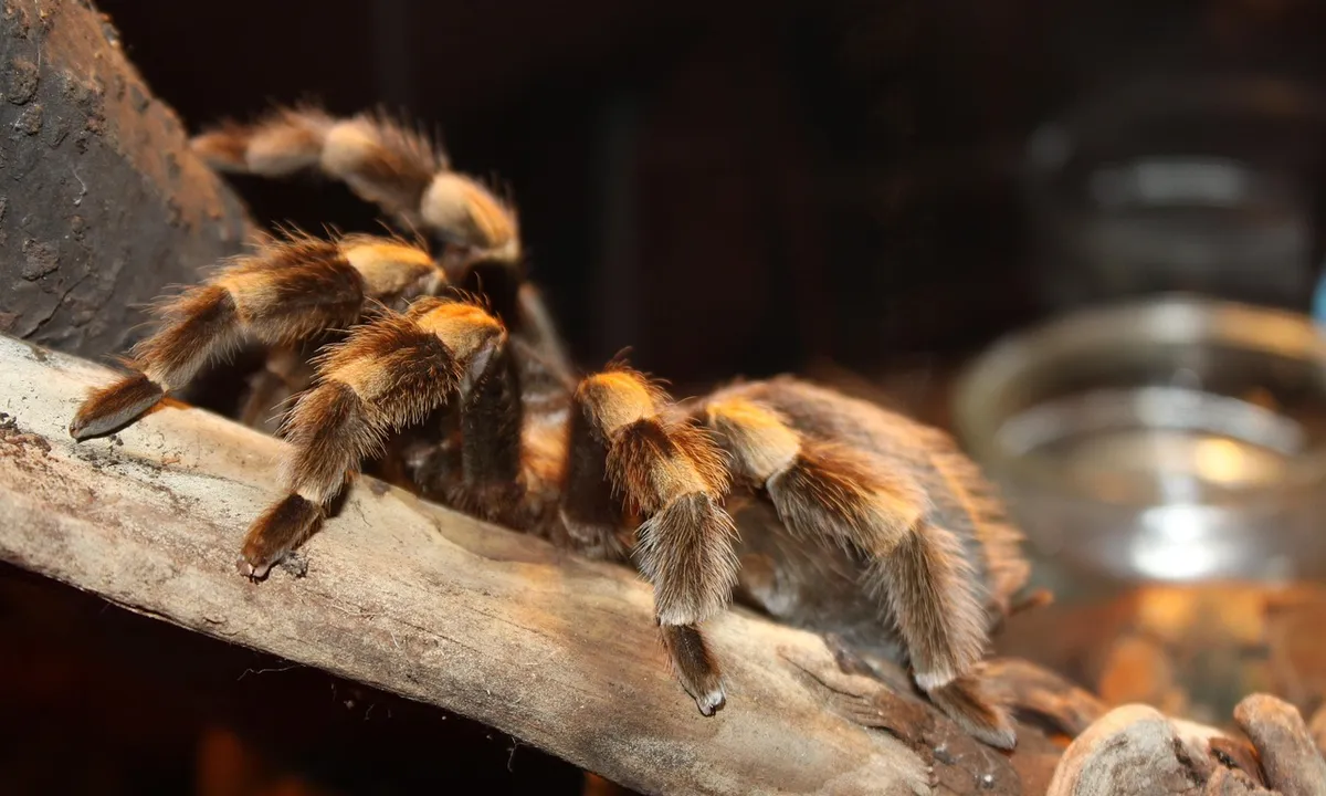 Close-up of a tarantula with brown and tan banded legs perched on a wooden branch inside a terrarium.