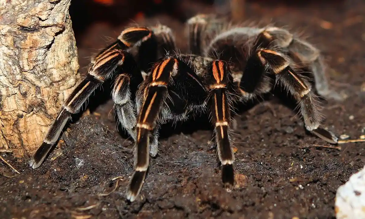 Close-up of a tarantula with orange-striped legs walking on dark soil beside a piece of wood.