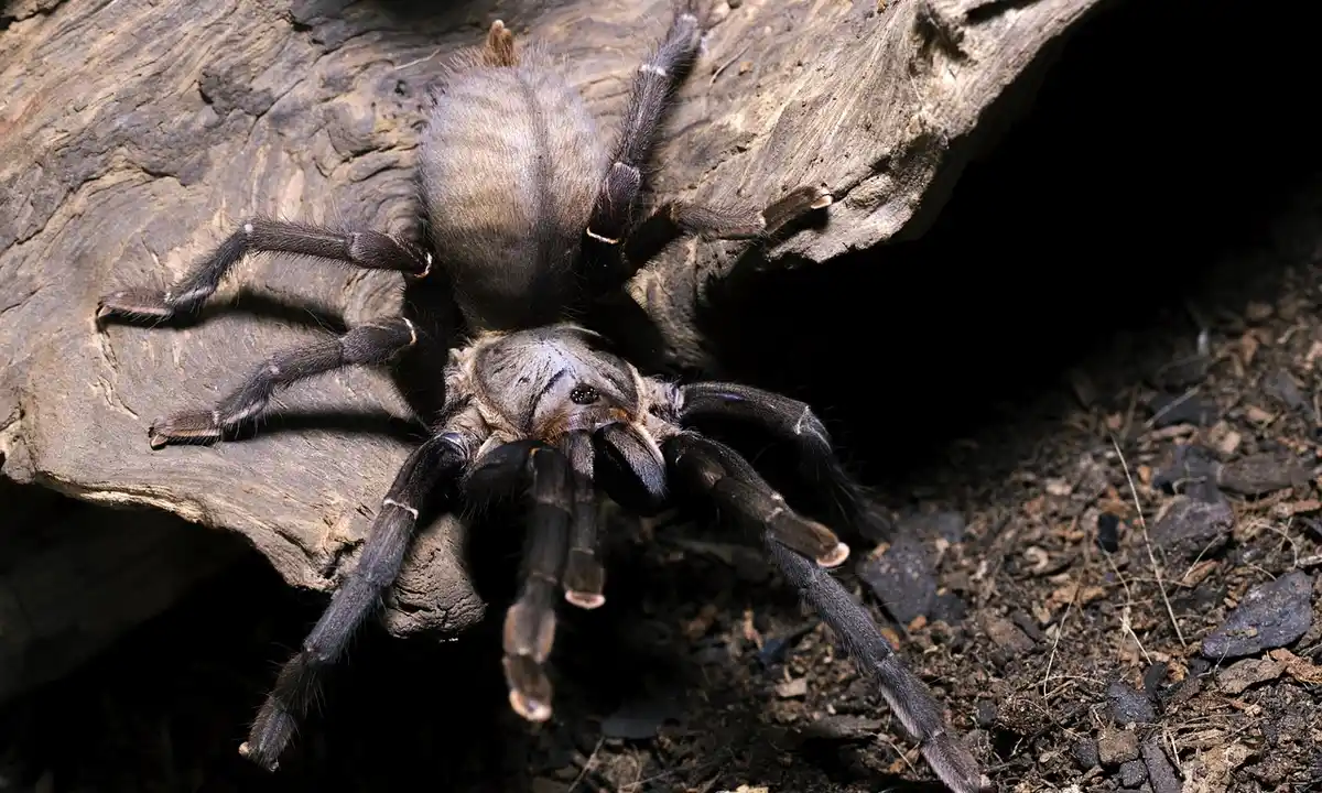 A tarantula with dark legs perched on a piece of bark and soil, with its front legs extended.