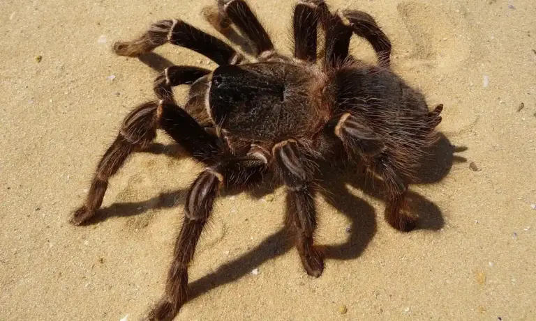 Brown, hairy tarantula on a light sandy surface, with prominent legs and body.