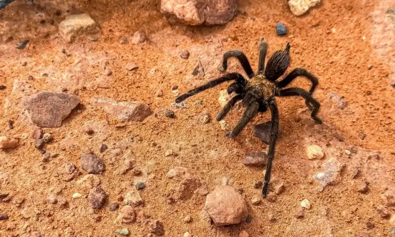 A dark tarantula on dusty, rocky ground with small stones.