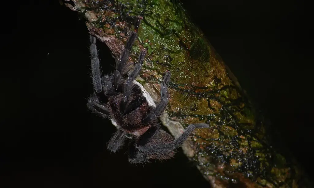 Handling Tarantulas: Is It Safe and Recommended for Beginners?