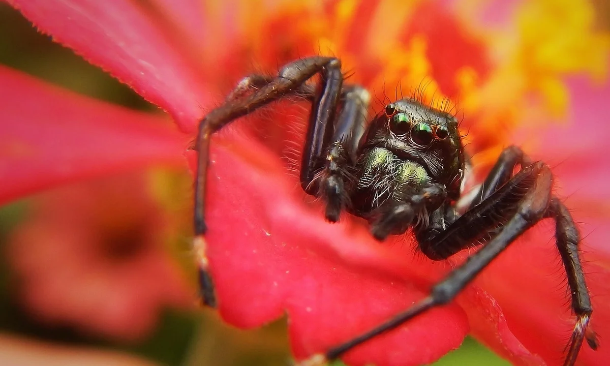 Close-up of a tarantula perched on a vivid pink flower, highlighting its dark body and bristly legs.
