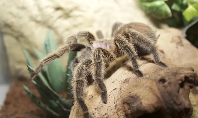 A hairy tarantula on a piece of wood in a terrarium, with blurred green plants in the background