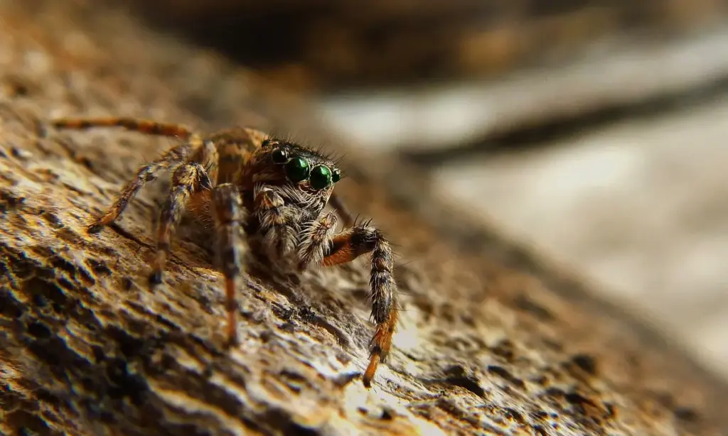 How Often Do Tarantulas Molt? (A Guide by Species and Age)