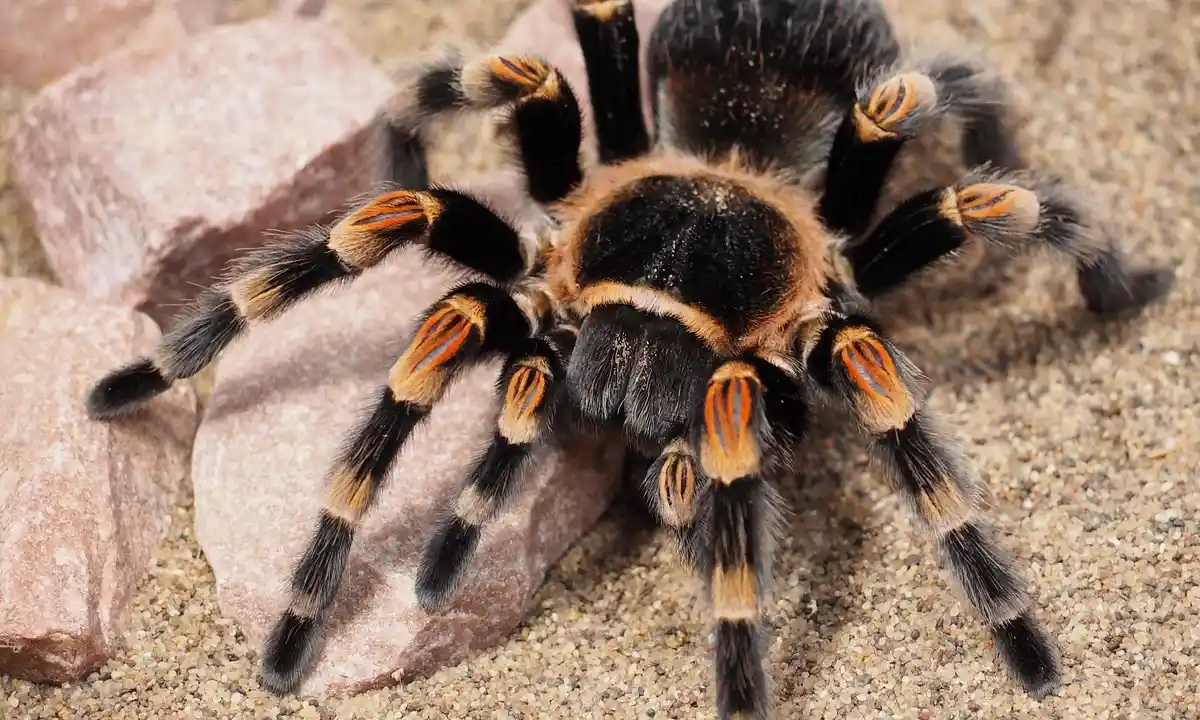 Close-up of a large tarantula with black body and orange-band striped legs on a sandy surface with small rocks.