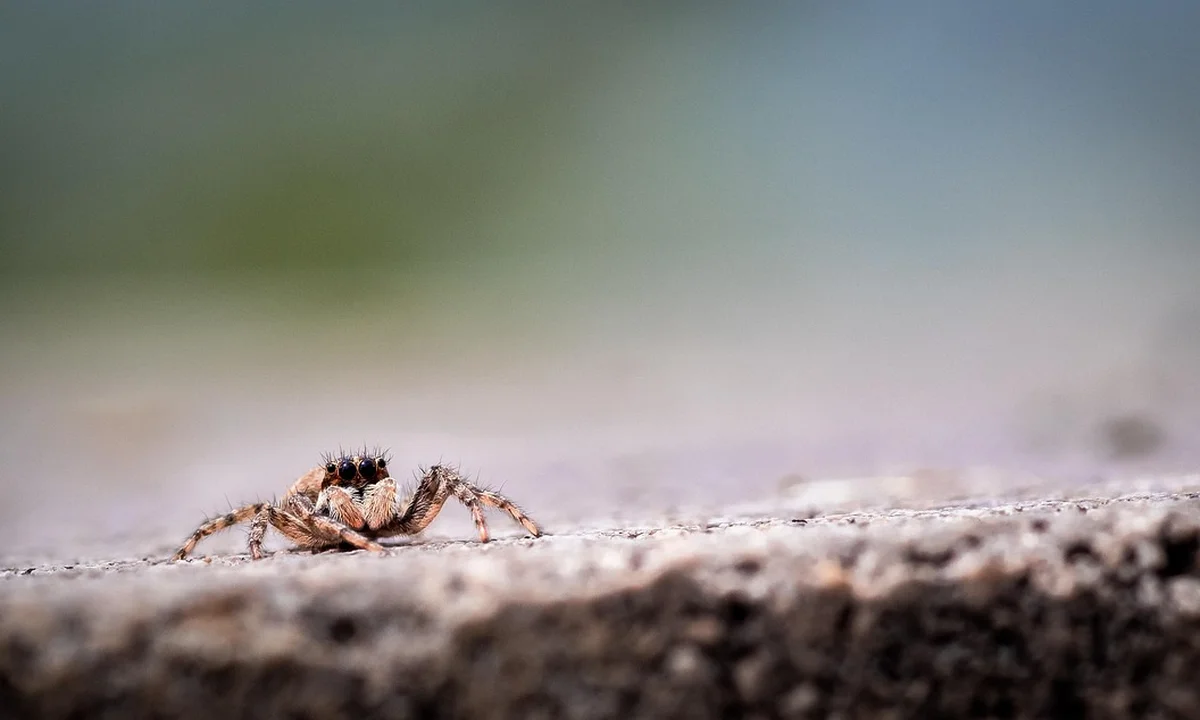 Close-up of a tarantula on a rough, sunlit ground