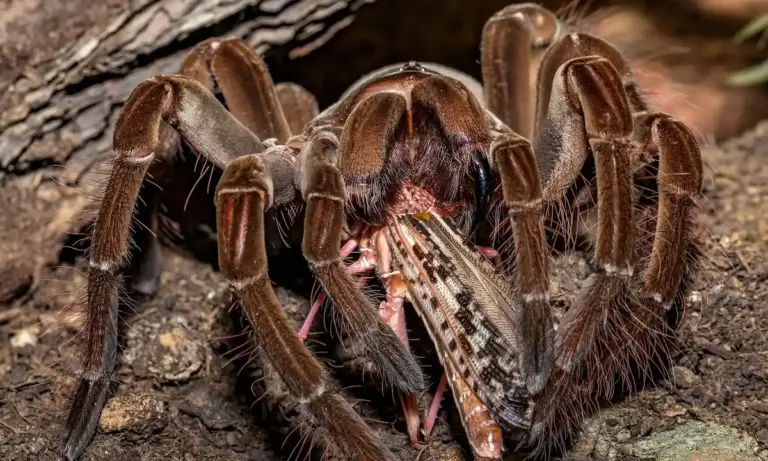 Close-up of a tarantula on the ground with a dark brown, hairy body, legs spread in a protective stance.