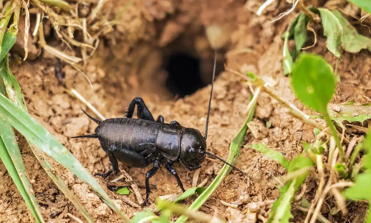 A dark ground-dwelling arachnid near a burrow opening in the dirt, surrounded by green plants.