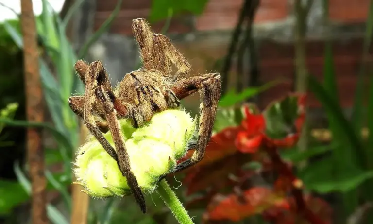 Brown tarantula perched on a green plant stem