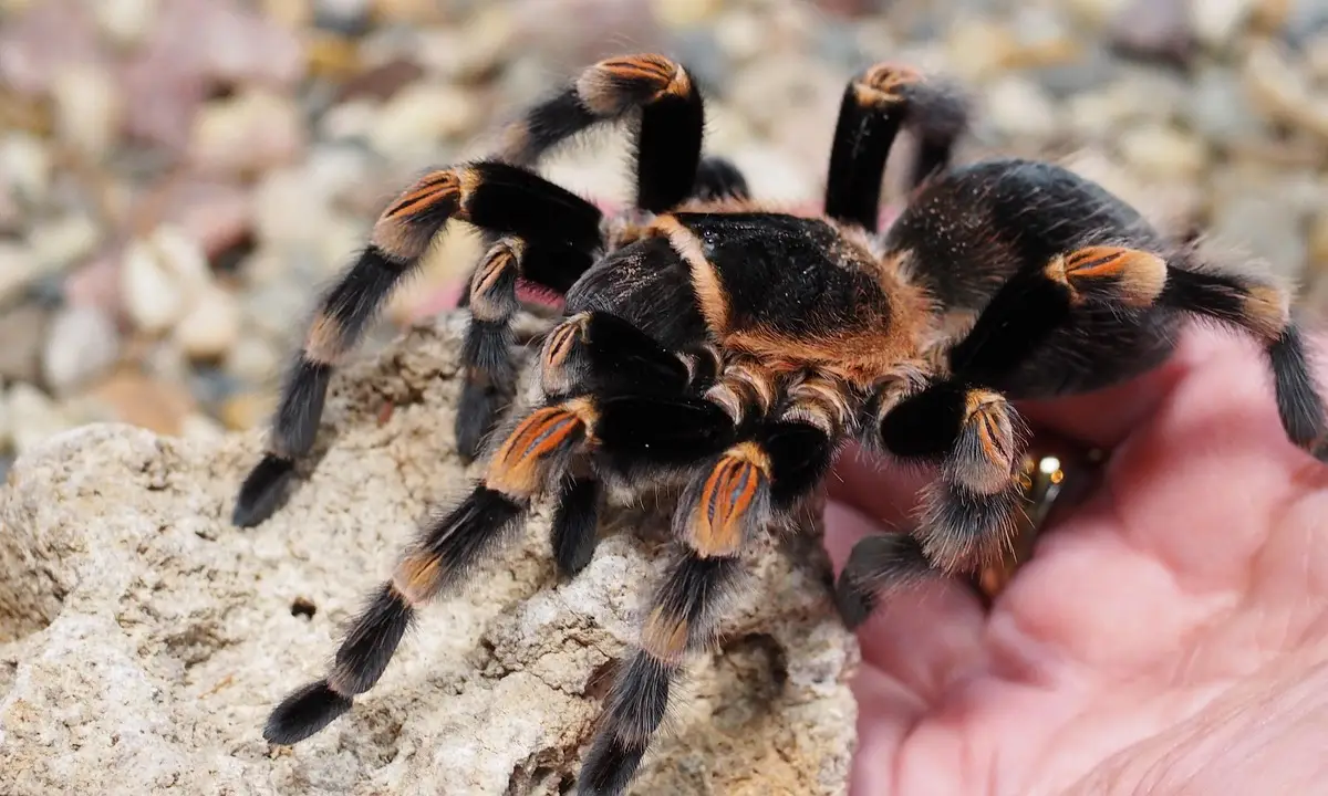 A tarantula being gently held on a rocky surface by a person's hand.