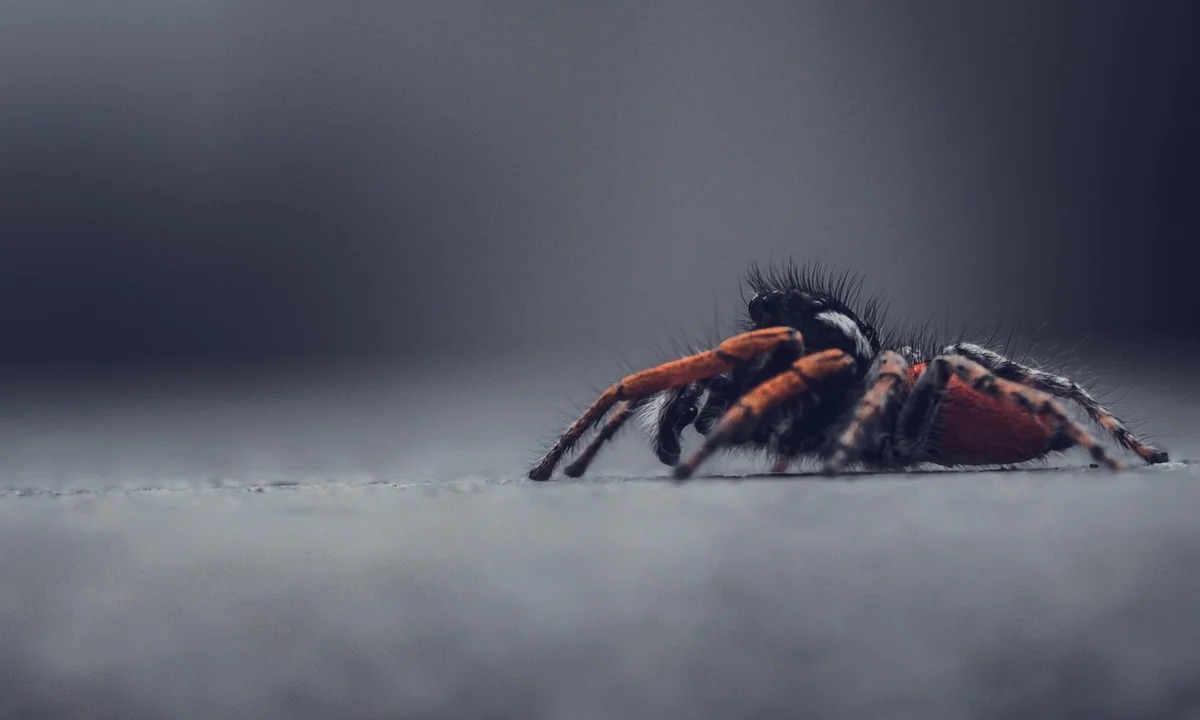 Close-up of a tarantula with dark body and orange legs on a smooth surface.
