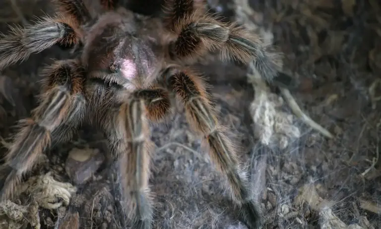 Close-up of a tarantula on a dark, rocky substrate.