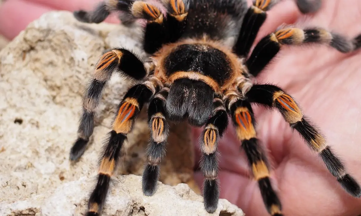 Macro image of a tarantula with black body and orange-banded legs crawling on a light rock, with a hand blurred in the background.