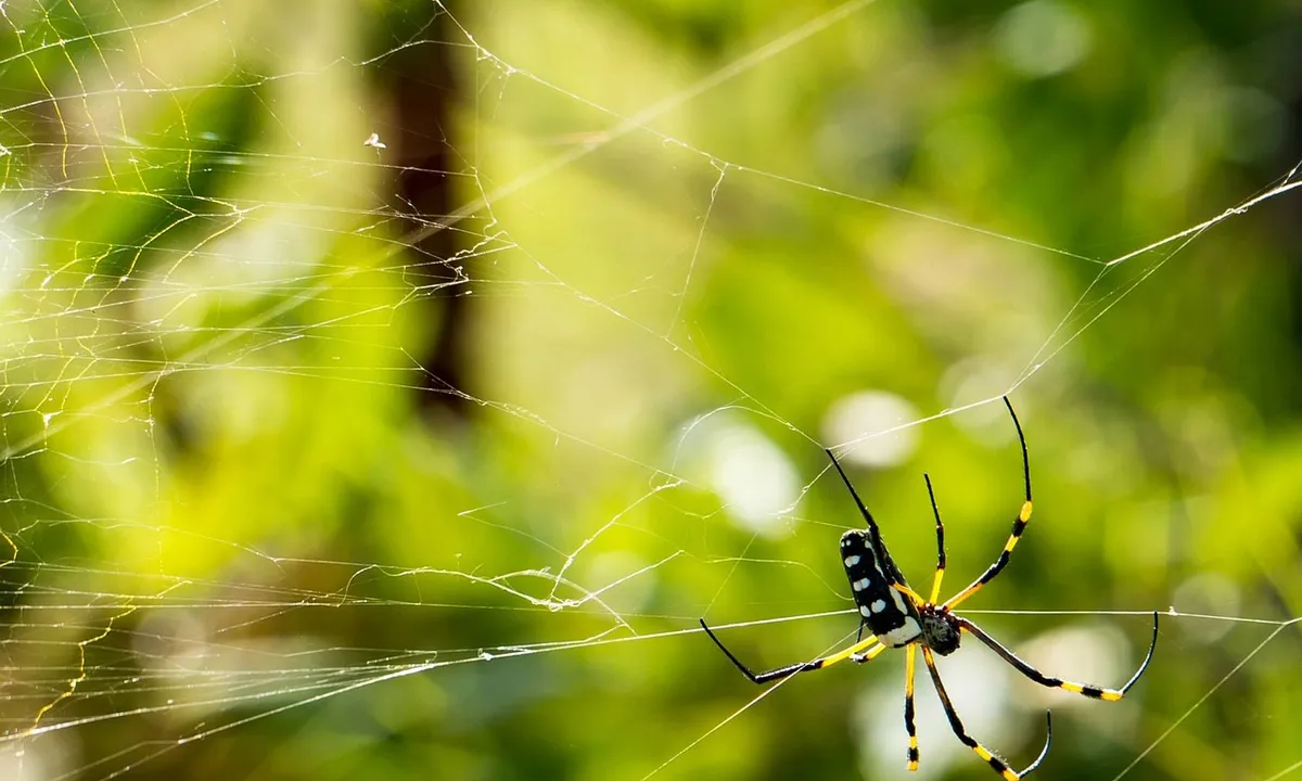 A tarantula on a delicate silk web in a bright green outdoor setting.