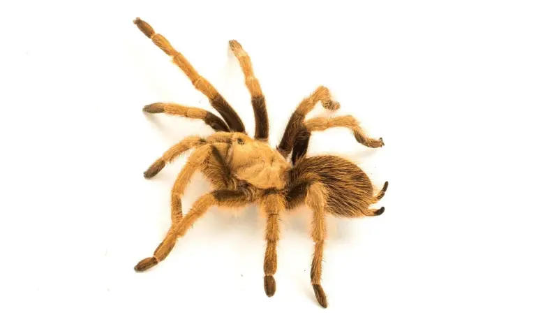 Brown tarantula with hairy legs on a white background.