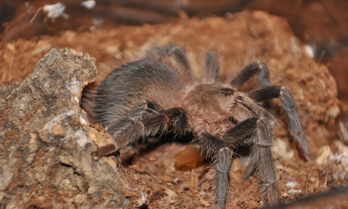 Brown hairy tarantula crawling on reddish-brown rocky substrate