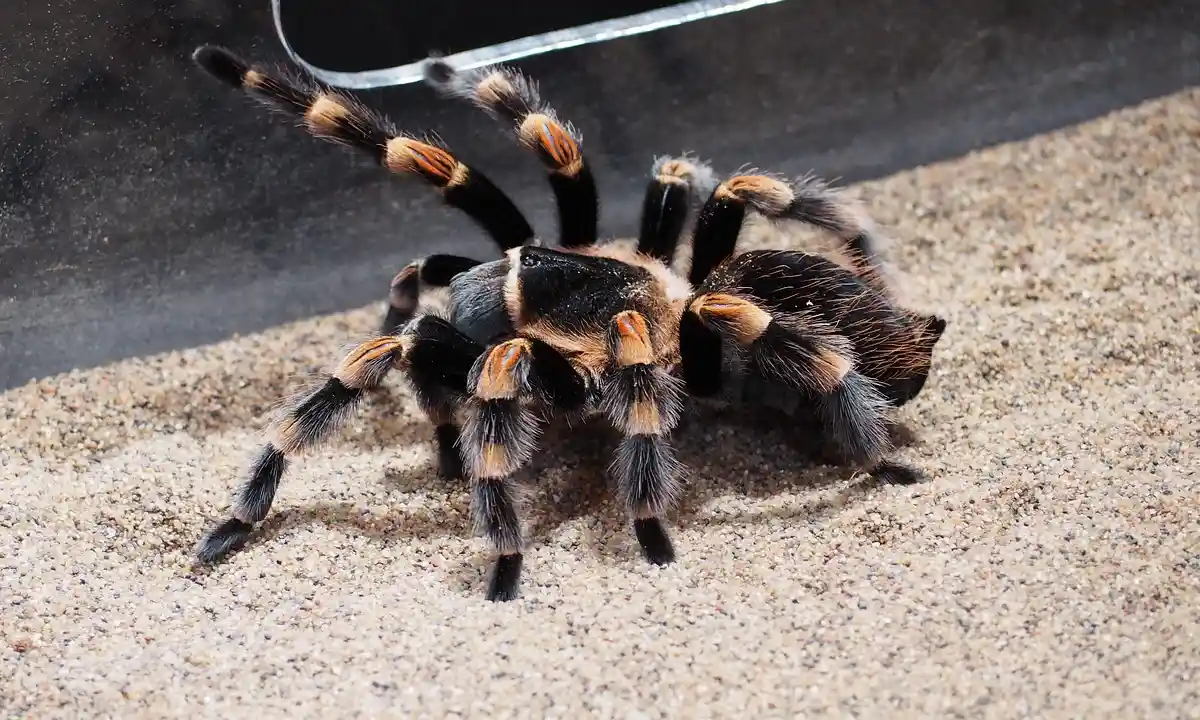 Close-up of a tarantula sling with striped legs on a sandy substrate
