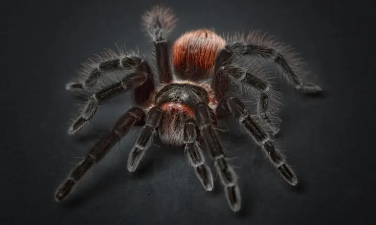 Close-up of a tarantula sling with dark legs and a reddish-brown body on a dark background.