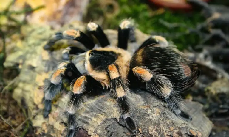 Close-up of a tarantula with a dark body and orange-tinted legs perched on a rock