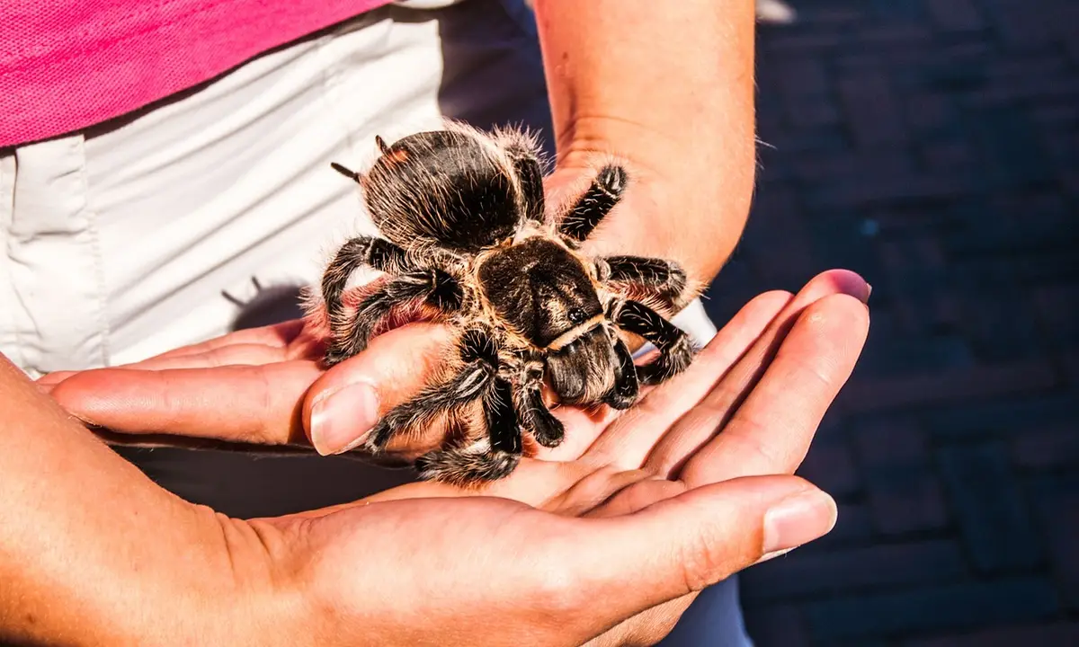 Tarantula resting on cupped hands, illustrating solitary care for a single tarantula