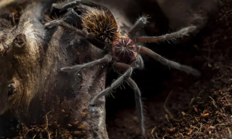 Close-up of a tarantula spiderling with fuzzy legs on dark soil and wood.